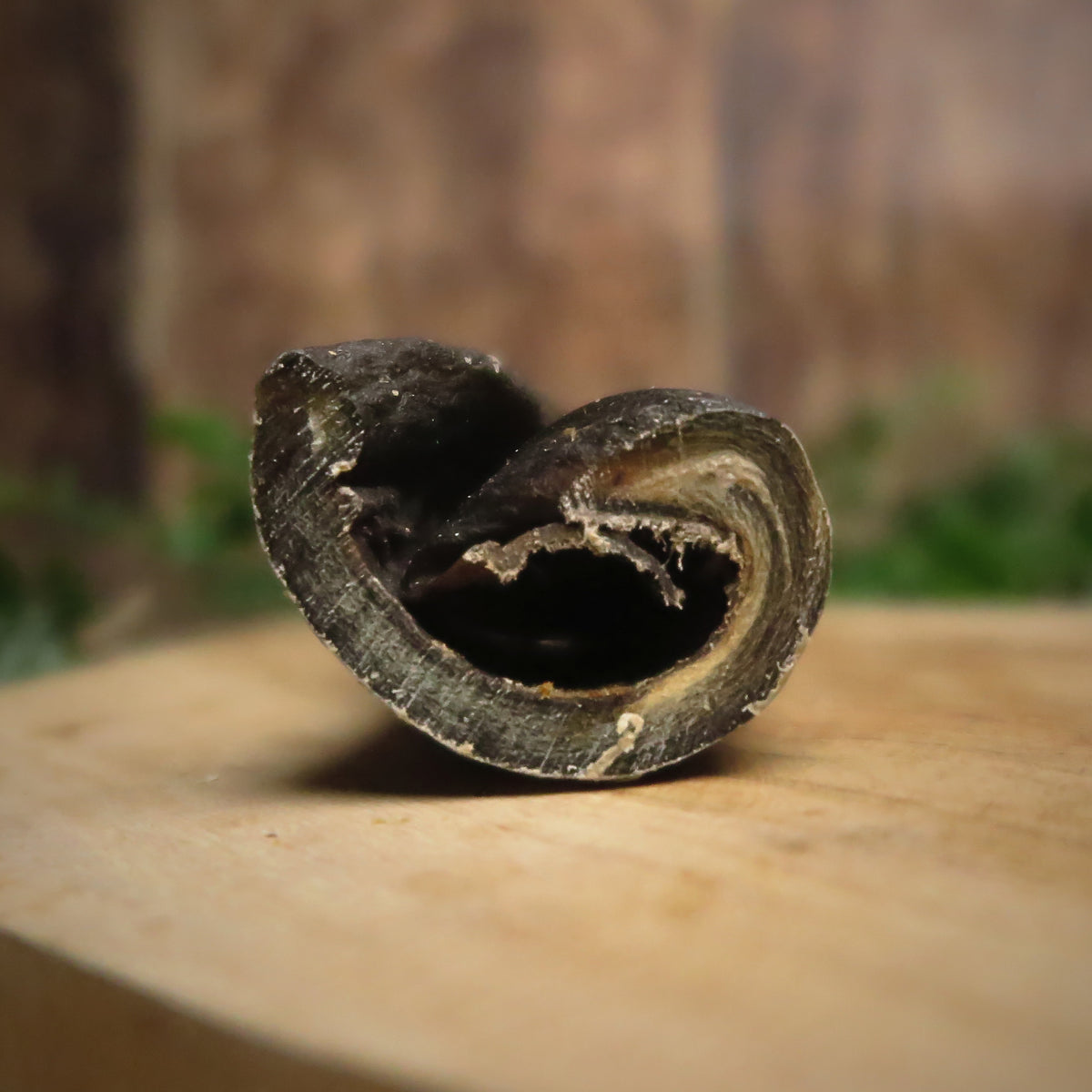 Rouleau de peau de chameau - 30cm -