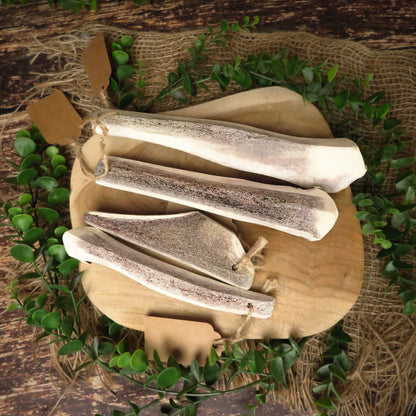 Bois de cerf biseau