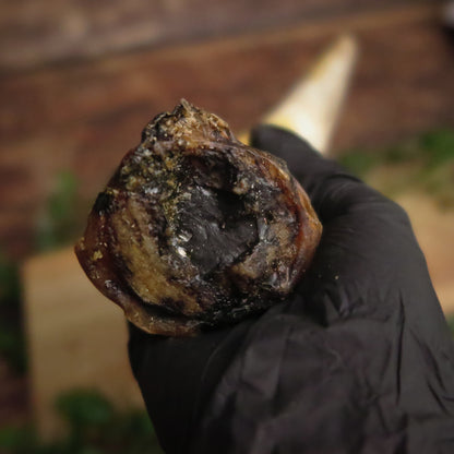 Corne de boeuf - pleine -