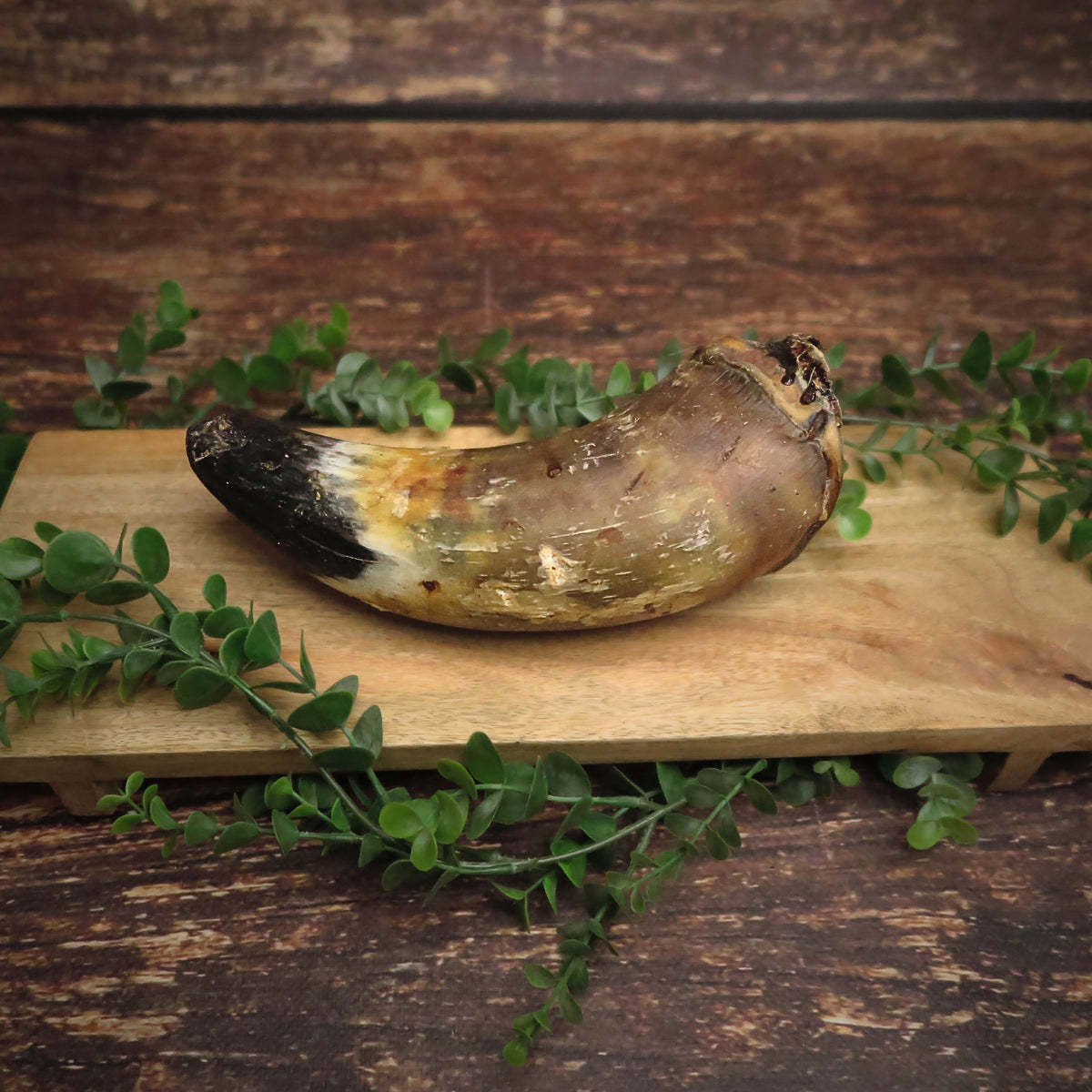 Corne de boeuf - pleine -