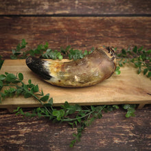 Corne de boeuf - pleine -