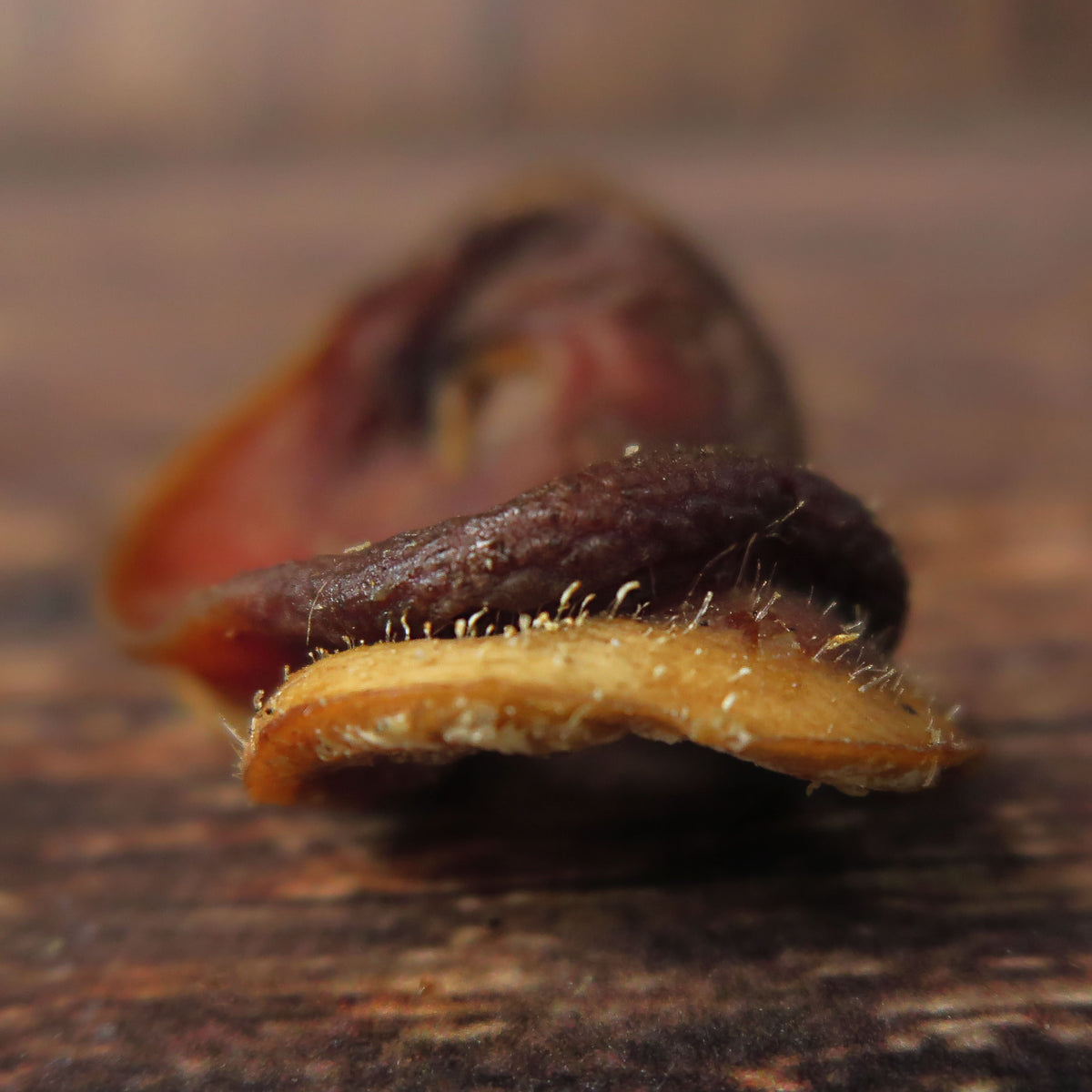 Groin de porc