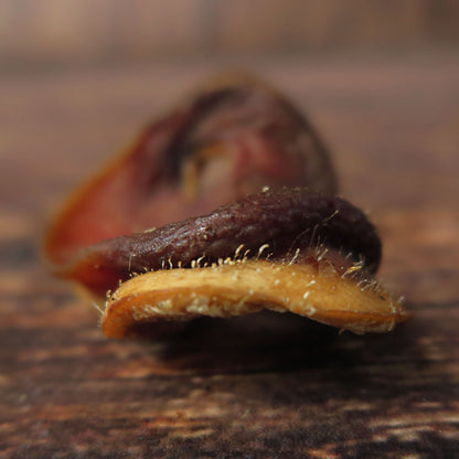 Groin de porc