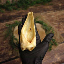 Oreilles d'agneau - sans fourrure -