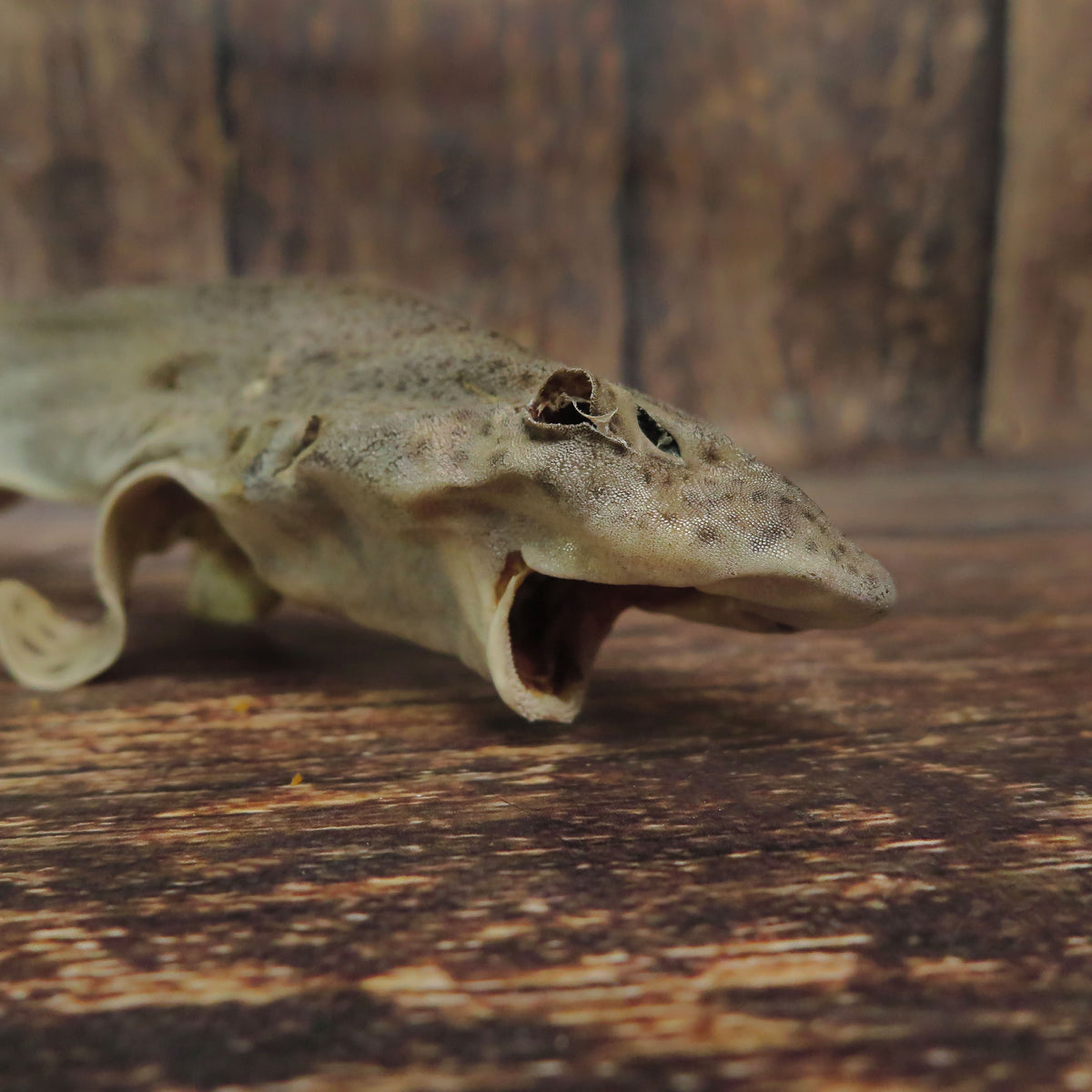 Roussette sauvage (requin entier)