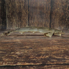 Roussette sauvage (requin entier)